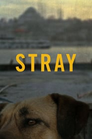 Stray