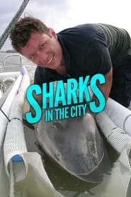 Sharks in the City: Bull Sharks in the Backyard